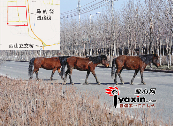 3月15日，幾匹馬慢悠悠地在橫穿烏市融合南路。亞心網(wǎng)首席記者張萬德攝