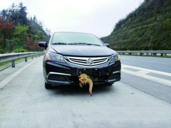 @婁底新聞網(wǎng)：一條狗在高速公路上被時速過百的汽車撞到后，生還的幾率能大過萬分之一嗎？