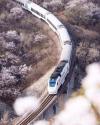 和諧號(hào)列車(chē)穿越居庸關(guān)花海